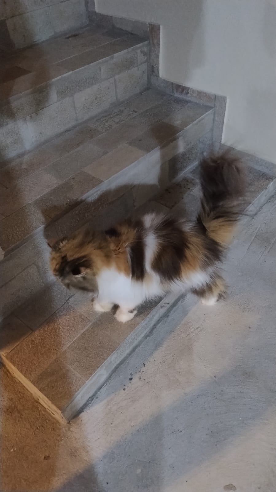 Foto Janta dos Cornetas